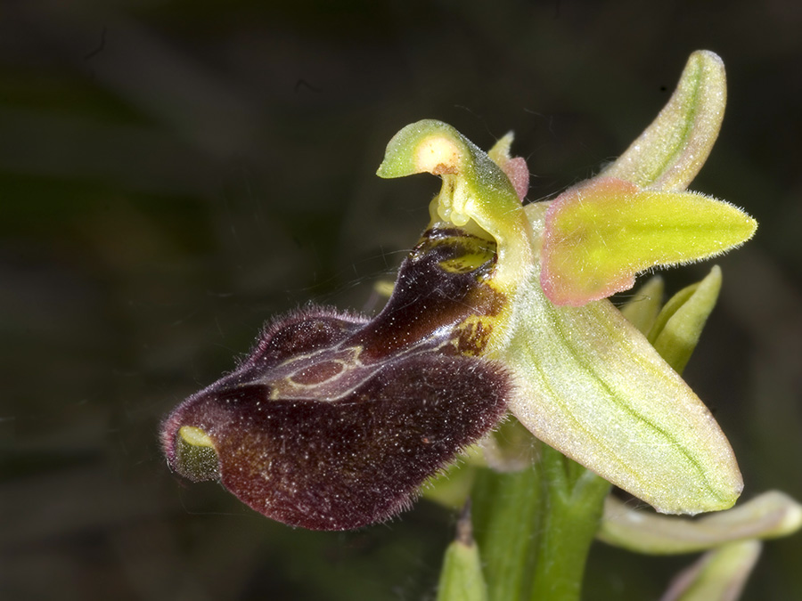 Ophrys pseudobertolonii o O. baldensis?